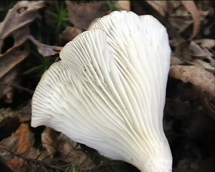 Clitocybe phaeophthalma var. gibboides (Raithelh.) Bon